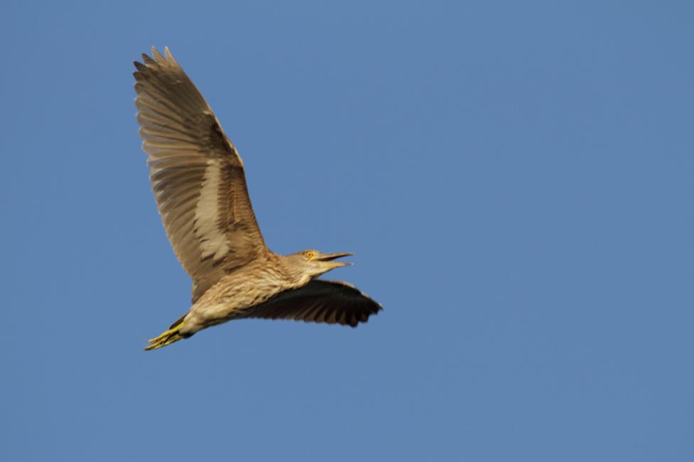 El esfuerzo del vuelo